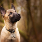 Chien chiot malinois