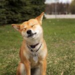 Chien shiba yeux fermés