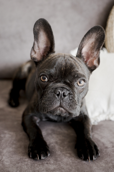 Bouledogue français noir vue de face couché sur un canapé gris