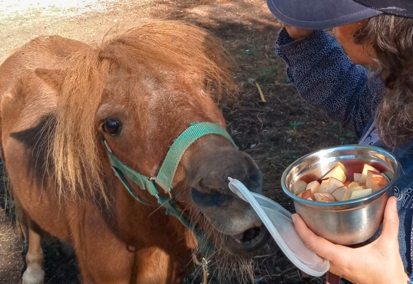 Poney parrainé