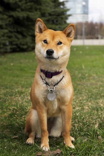 Chien Shiba Inu assis dans un pré